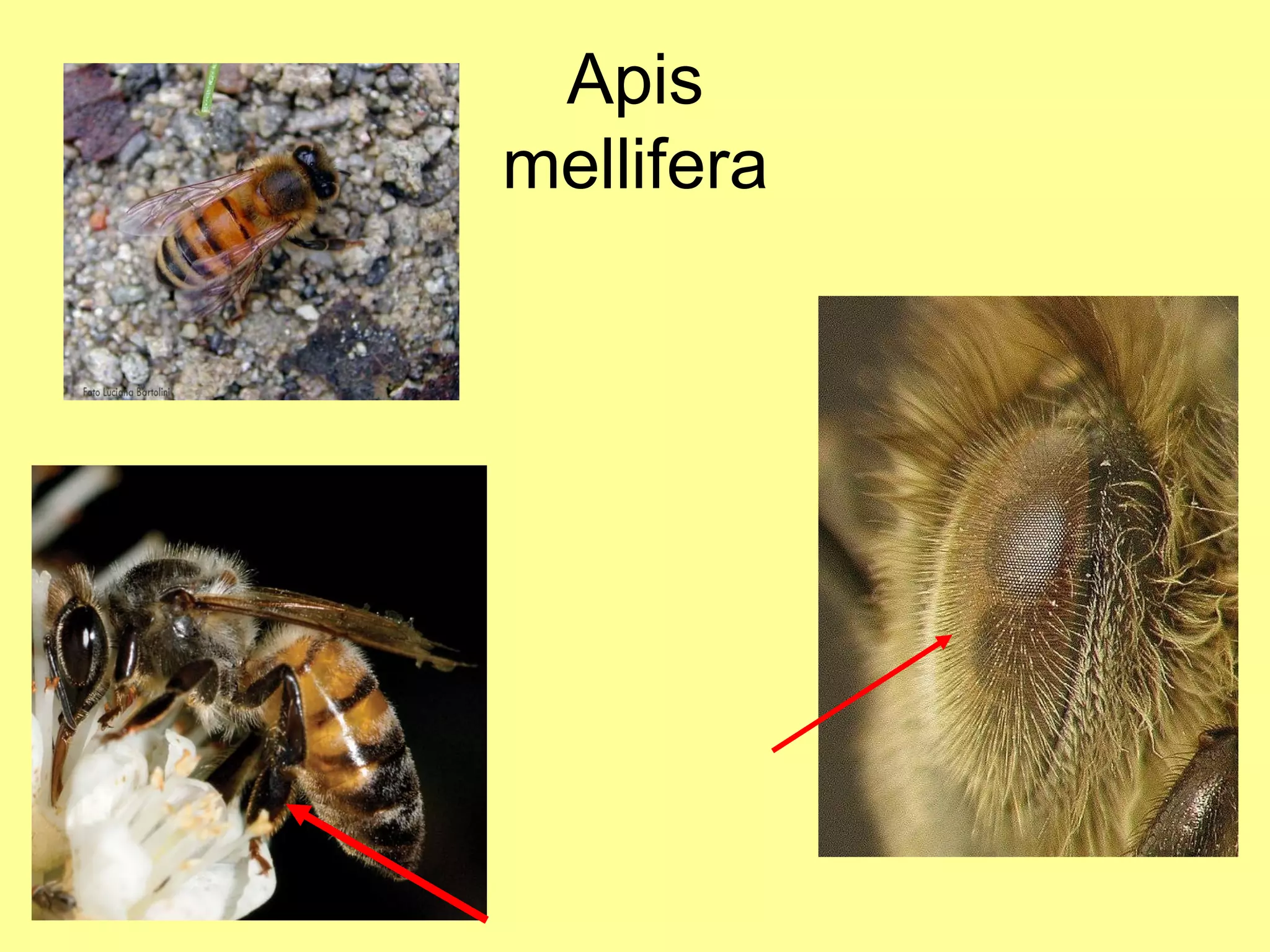 Apis mellifera 