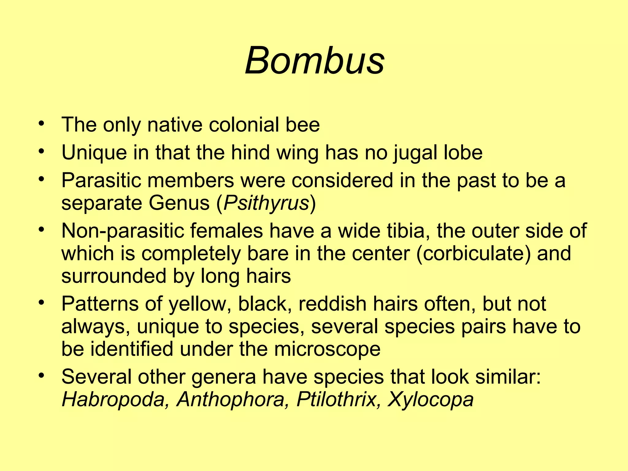 Bombus The only native colonial bee Unique in that the hind wing has no jugal lobe Parasitic members were considered in the past to be a separate Genus ( Psithyrus ) Non-parasitic females have a wide tibia, the outer side of which is completely bare in the center (corbiculate) and surrounded by long hairs Patterns of yellow, black, reddish hairs often, but not always, unique to species, several species pairs have to be identified under the microscope Several other genera have species that look similar:  Habropoda, Anthophora, Ptilothrix, Xylocopa 