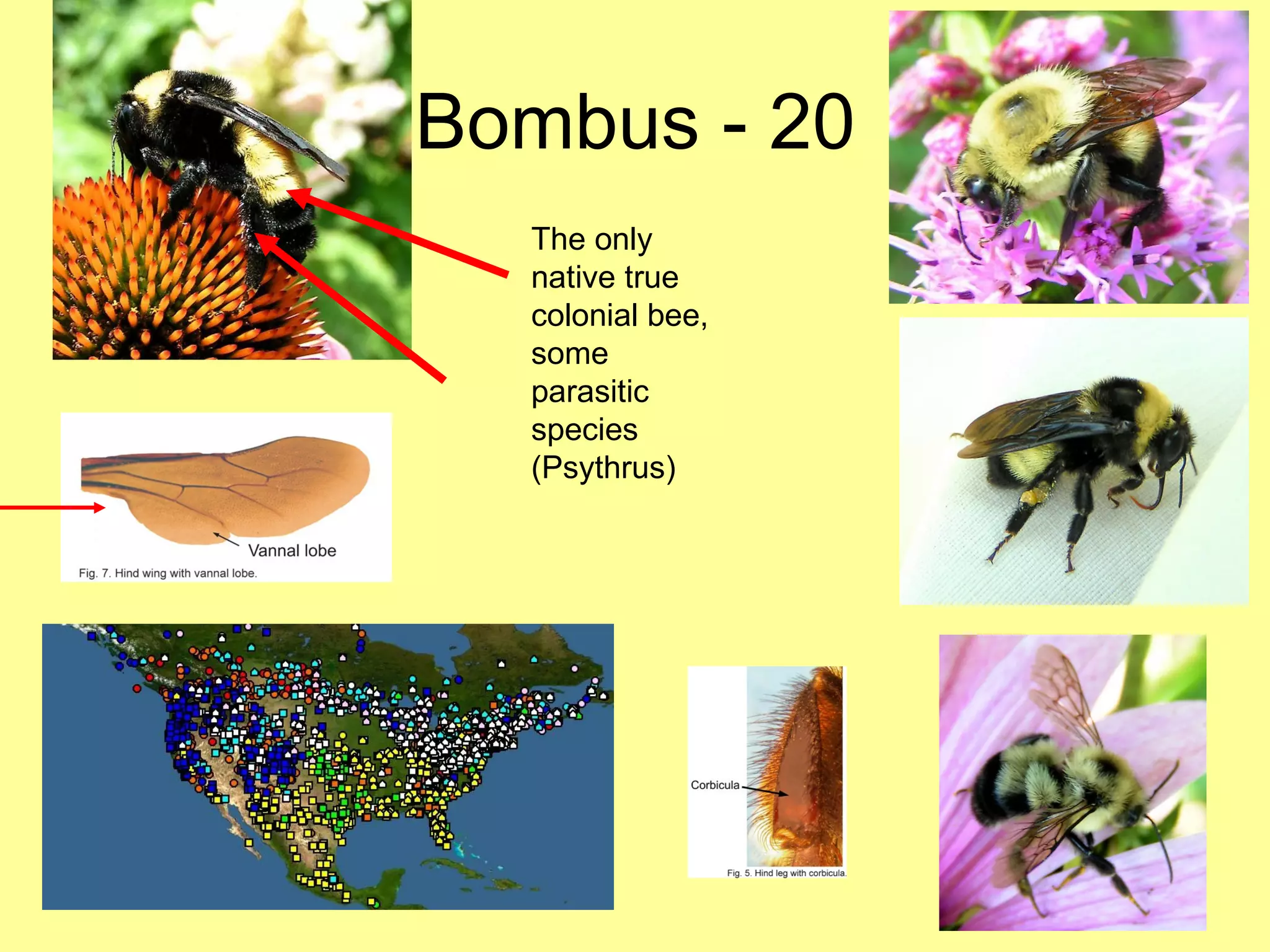Bombus - 20 The only native true colonial bee, some parasitic species (Psythrus) 