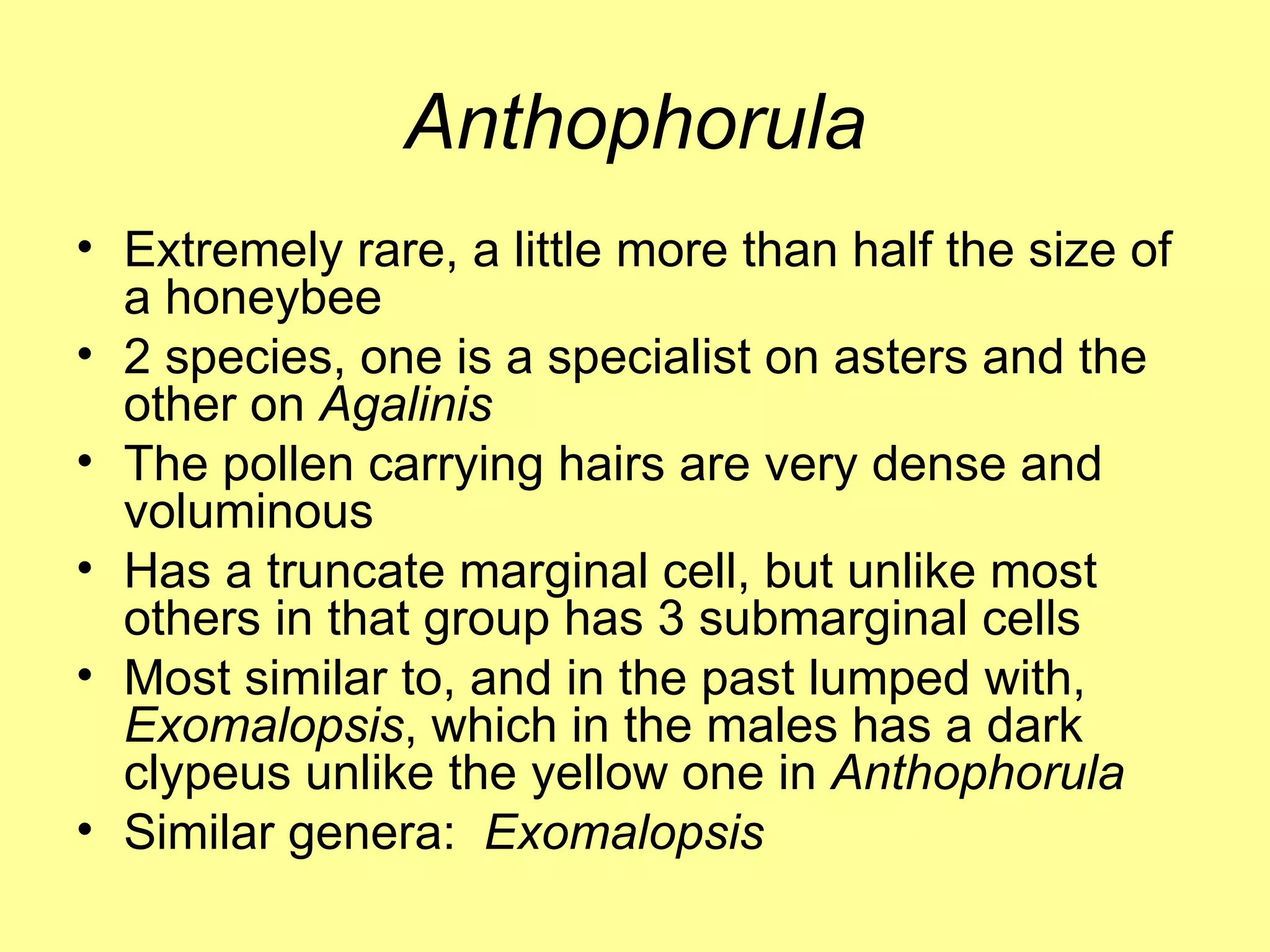 Anthophorula Extremely rare, a little more than half the size of a honeybee 2 species, one is a specialist on asters and the other on  Agalinis The pollen carrying hairs are very dense and voluminous Has a truncate marginal cell, but unlike most others in that group has 3 submarginal cells Most similar to, and in the past lumped with,  Exomalopsis , which in the males has a dark clypeus unlike the yellow one in  Anthophorula Similar genera:  Exomalopsis 