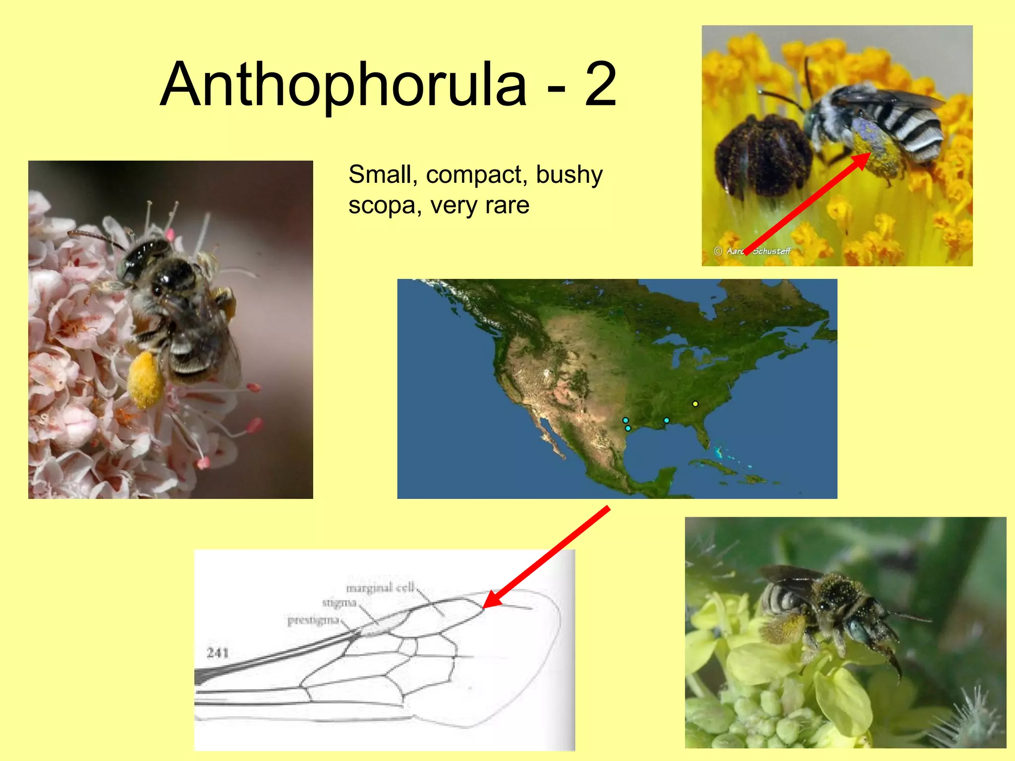 Anthophorula - 2 Small, compact, bushy scopa, very rare 