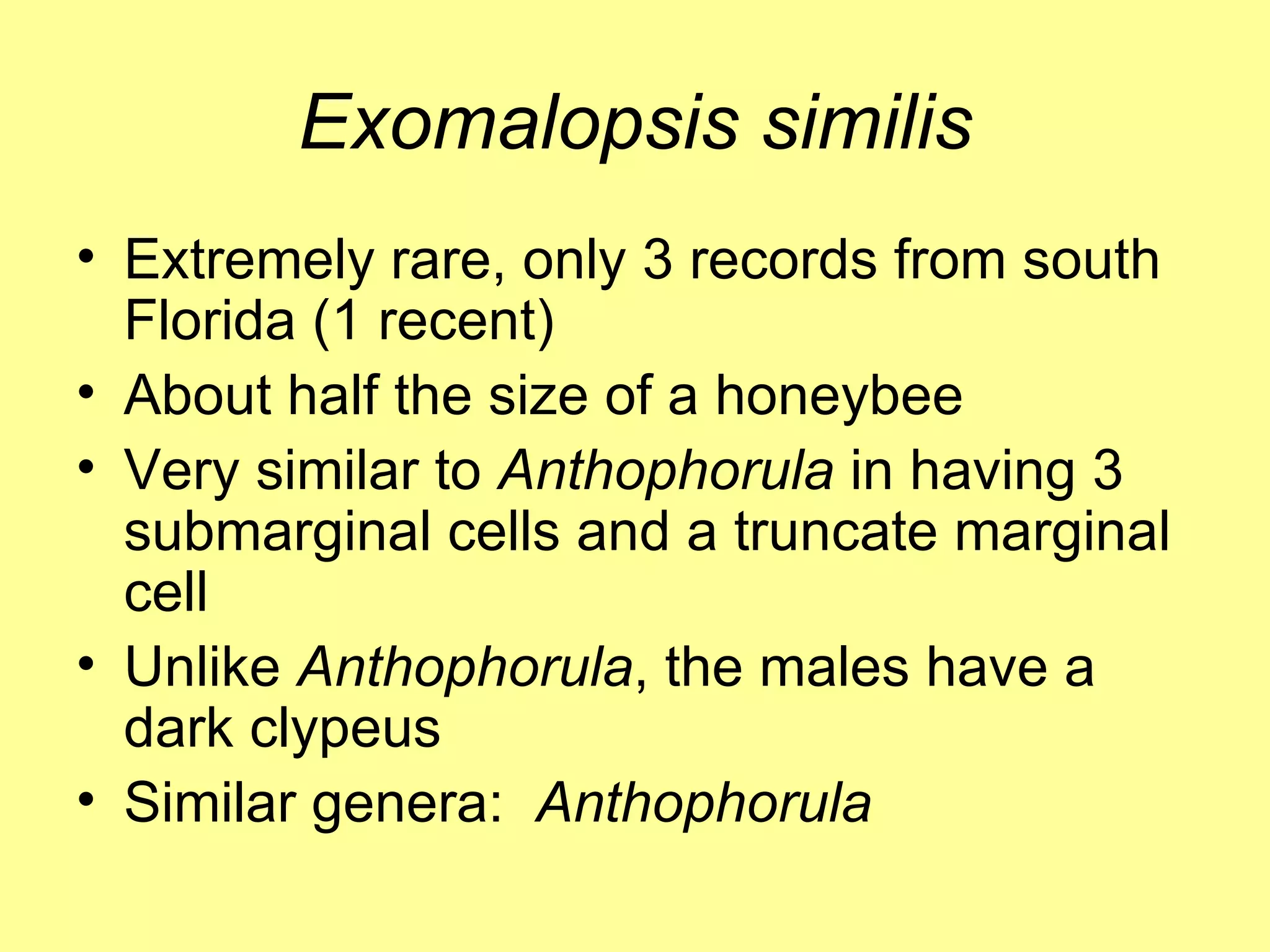 Exomalopsis similis Extremely rare, only 3 records from south Florida (1 recent) About half the size of a honeybee Very similar to  Anthophorula  in having 3 submarginal cells and a truncate marginal cell Unlike  Anthophorula , the males have a dark clypeus Similar genera:  Anthophorula  