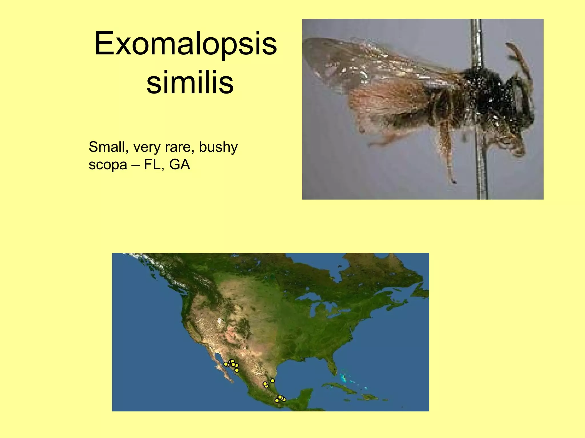 Exomalopsis  similis Small, very rare, bushy scopa – FL, GA 