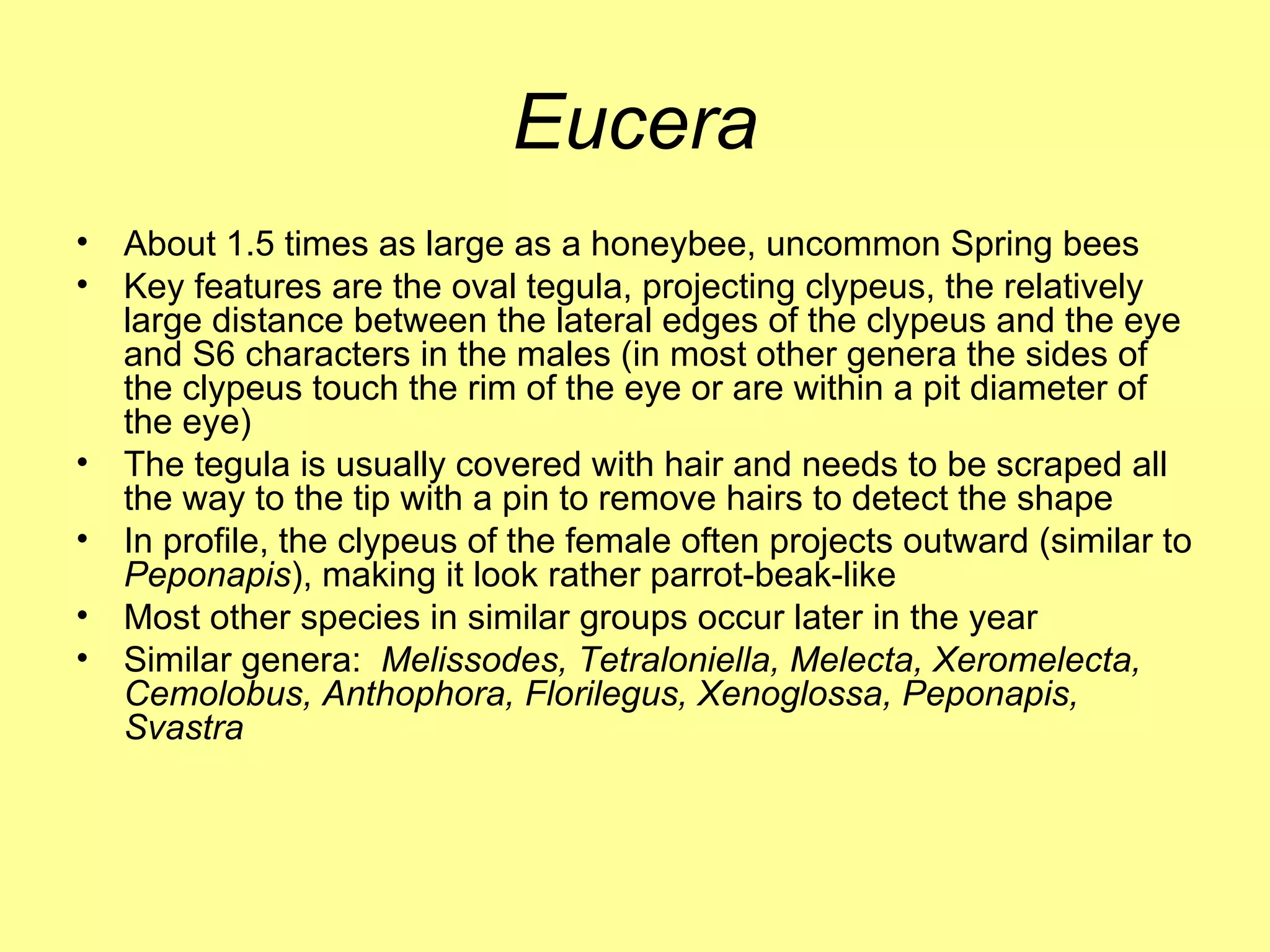 Eucera About 1.5 times as large as a honeybee, uncommon Spring bees Key features are the oval tegula, projecting clypeus, the relatively large distance between the lateral edges of the clypeus and the eye and S6 characters in the males (in most other genera the sides of the clypeus touch the rim of the eye or are within a pit diameter of the eye) The tegula is usually covered with hair and needs to be scraped all the way to the tip with a pin to remove hairs to detect the shape In profile, the clypeus of the female often projects outward (similar to  Peponapis ), making it look rather parrot-beak-like Most other species in similar groups occur later in the year Similar genera:  Melissodes, Tetraloniella, Melecta, Xeromelecta, Cemolobus, Anthophora, Florilegus, Xenoglossa, Peponapis, Svastra 