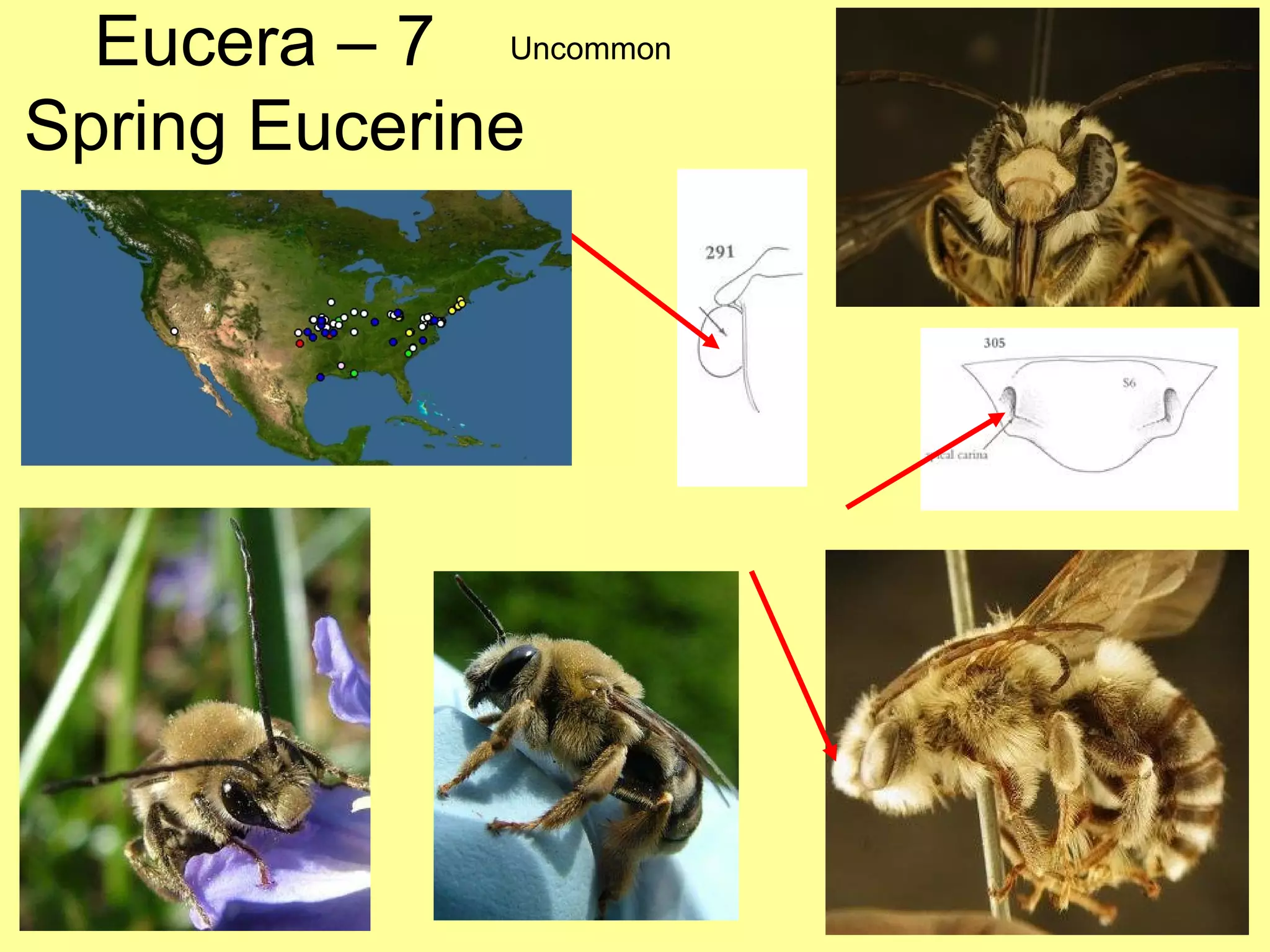Eucera – 7  Spring Eucerine Uncommon 