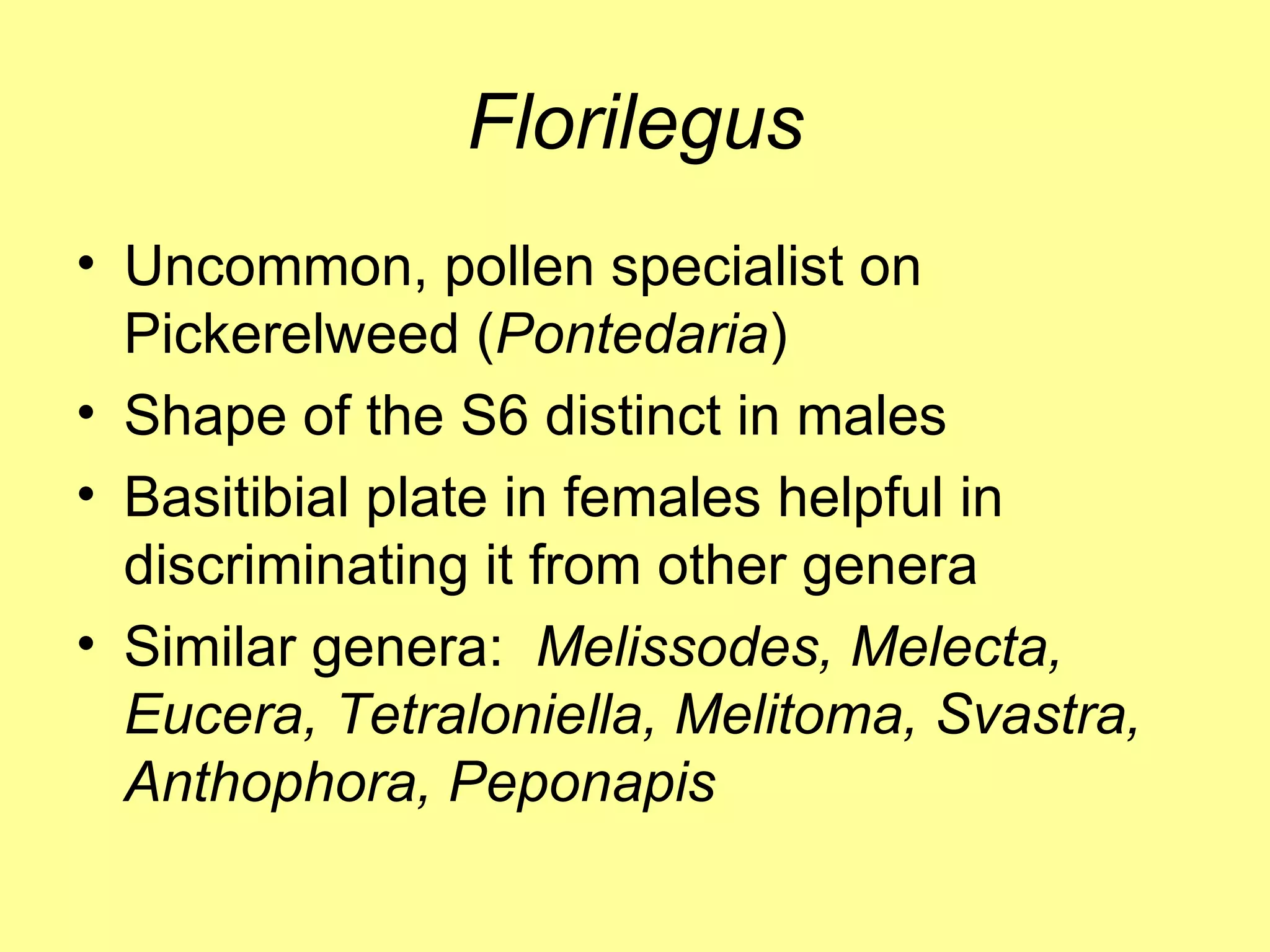 Florilegus Uncommon, pollen specialist on Pickerelweed ( Pontedaria )  Shape of the S6 distinct in males Basitibial plate in females helpful in discriminating it from other genera Similar genera:  Melissodes, Melecta, Eucera, Tetraloniella, Melitoma, Svastra, Anthophora, Peponapis  