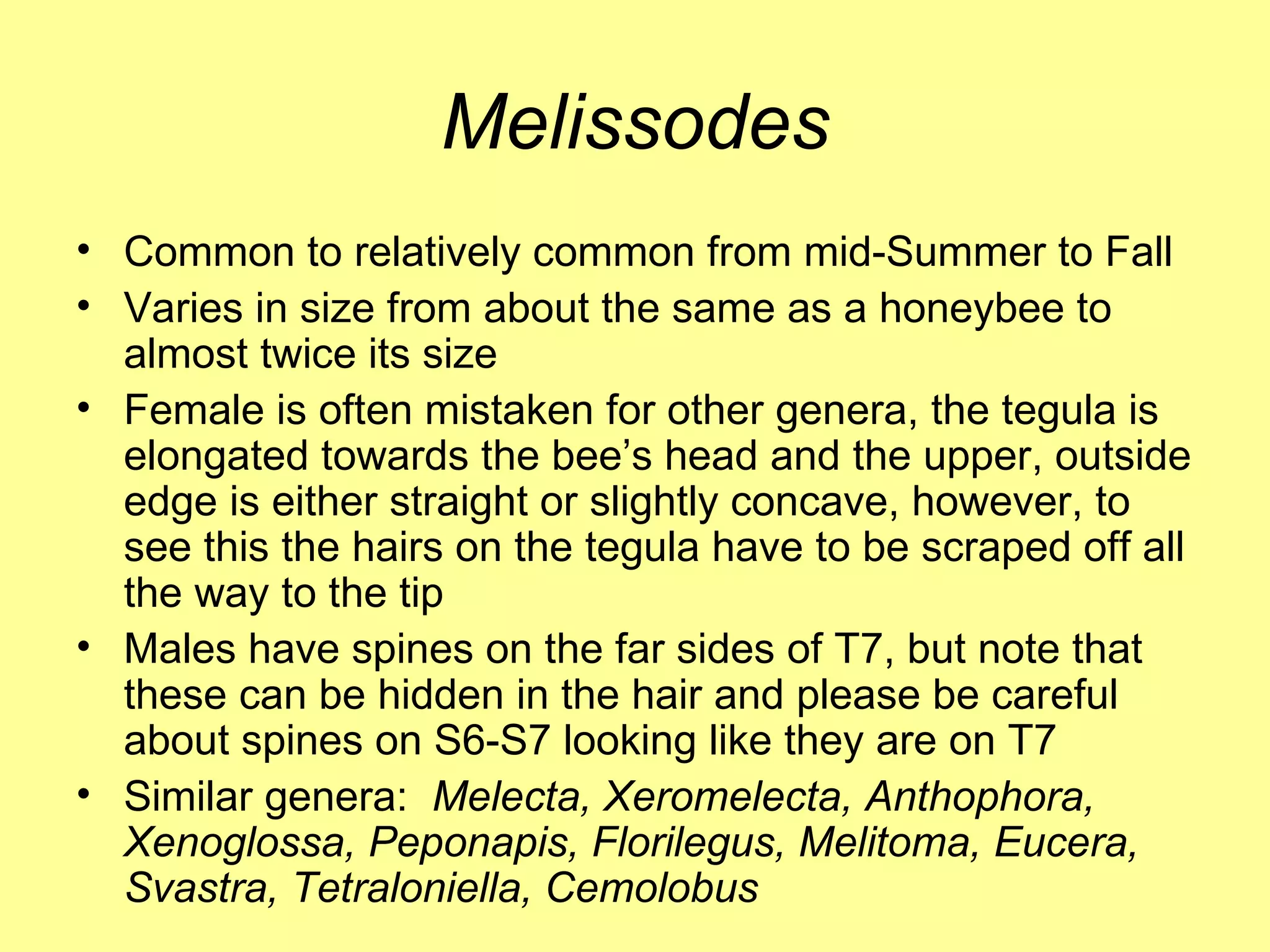 Melissodes Common to relatively common from mid-Summer to Fall Varies in size from about the same as a honeybee to almost twice its size Female is often mistaken for other genera, the tegula is elongated towards the bee’s head and the upper, outside edge is either straight or slightly concave, however, to see this the hairs on the tegula have to be scraped off all the way to the tip Males have spines on the far sides of T7, but note that these can be hidden in the hair and please be careful about spines on S6-S7 looking like they are on T7 Similar genera:  Melecta, Xeromelecta, Anthophora, Xenoglossa, Peponapis, Florilegus, Melitoma, Eucera, Svastra, Tetraloniella, Cemolobus 