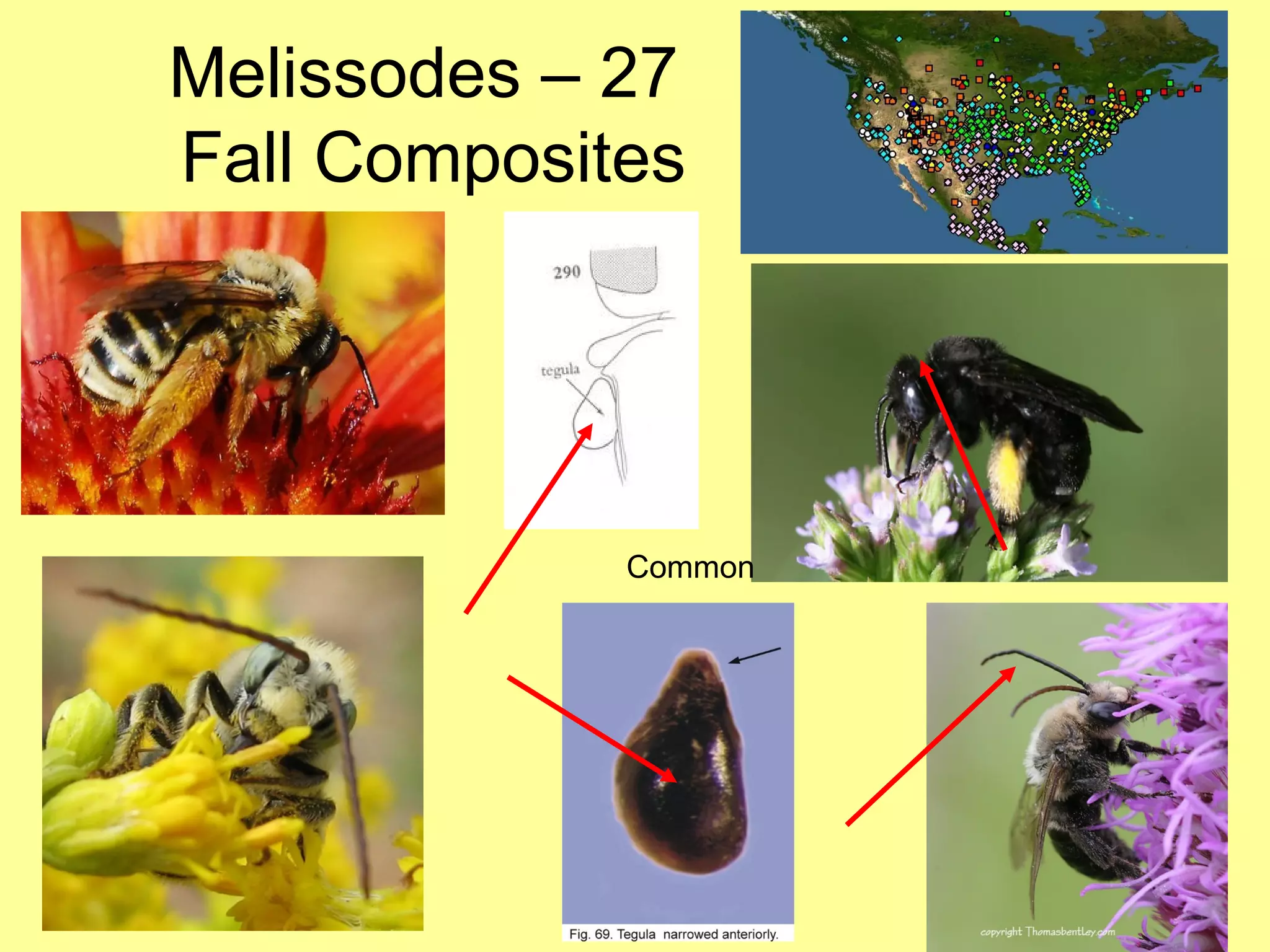Melissodes – 27  Fall Composites Common 