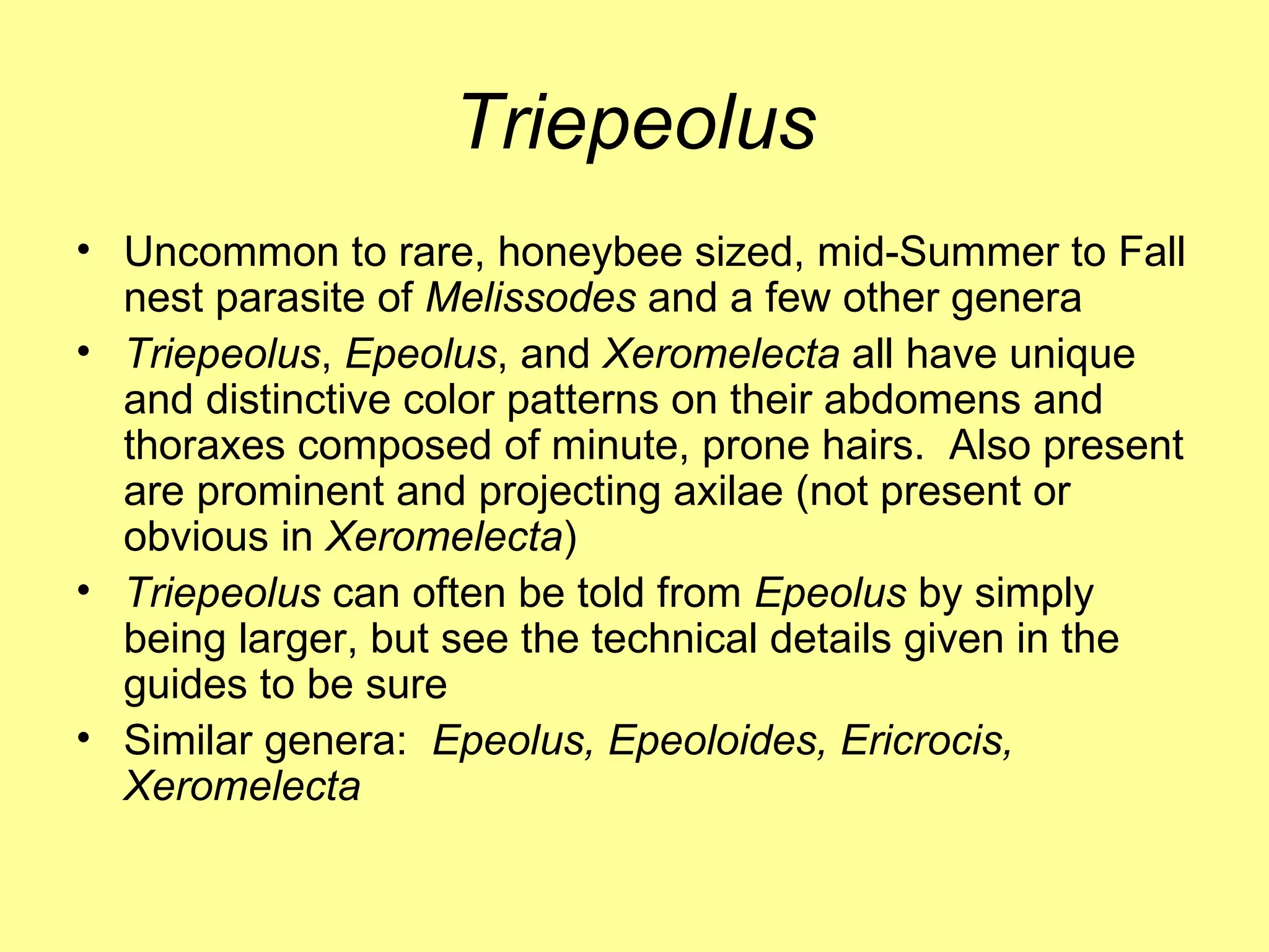 Triepeolus Uncommon to rare, honeybee sized, mid-Summer to Fall nest parasite of  Melissodes  and a few other genera Triepeolus ,  Epeolus , and  Xeromelecta  all have unique and distinctive color patterns on their abdomens and thoraxes composed of minute, prone hairs.  Also present are prominent and projecting axilae (not present or obvious in  Xeromelecta ) Triepeolus  can often be told from  Epeolus  by simply being larger, but see the technical details given in the guides to be sure Similar genera:  Epeolus, Epeoloides, Ericrocis, Xeromelecta  