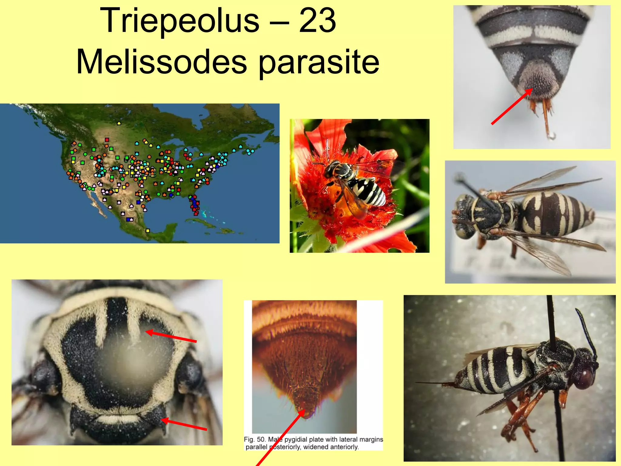 Triepeolus – 23  Melissodes parasite 