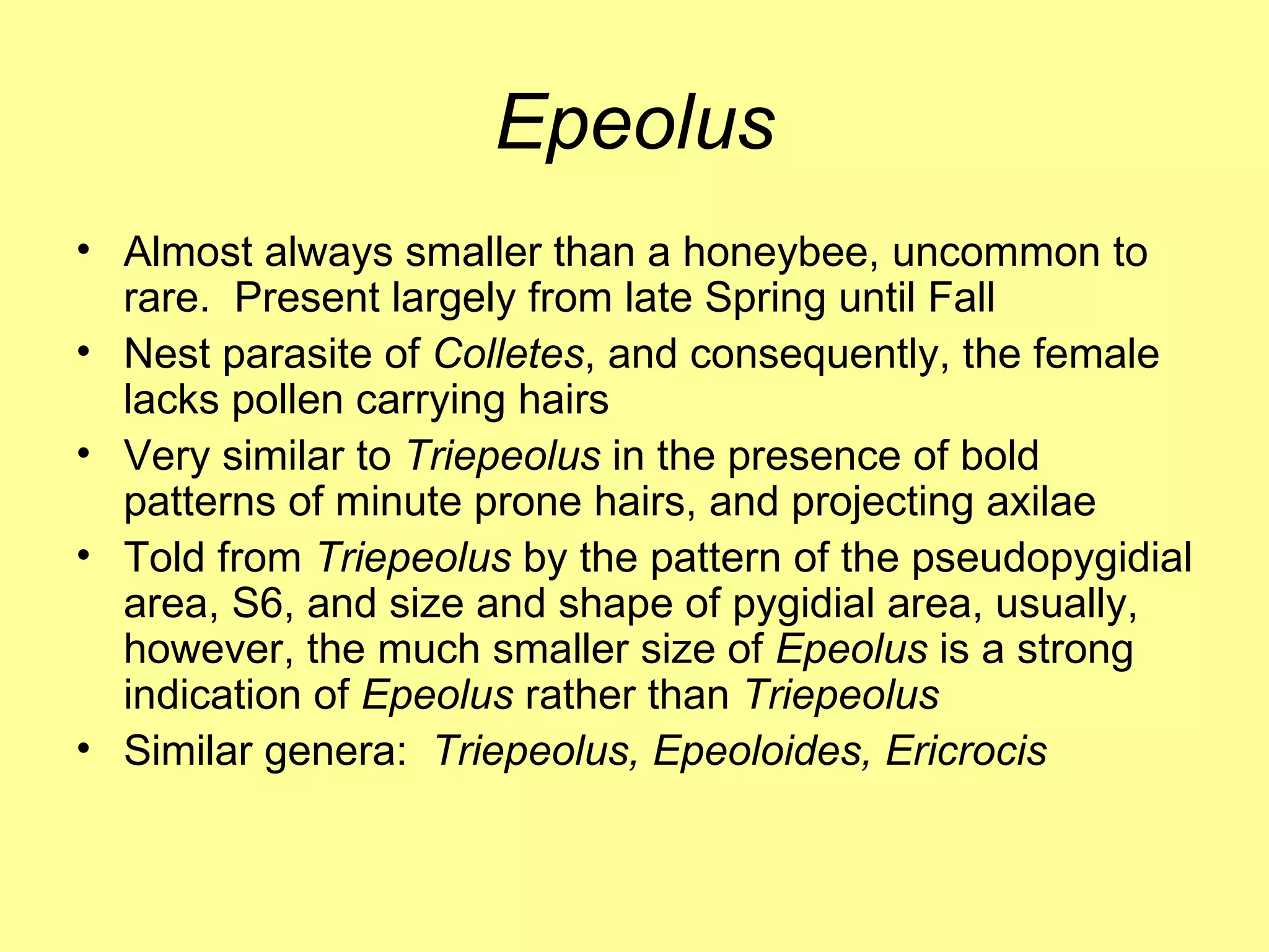 Epeolus Almost always smaller than a honeybee, uncommon to rare.  Present largely from late Spring until Fall Nest parasite of  Colletes , and consequently, the female lacks pollen carrying hairs Very similar to  Triepeolus  in the presence of bold patterns of minute prone hairs, and projecting axilae Told from  Triepeolus  by the pattern of the pseudopygidial area, S6, and size and shape of pygidial area, usually, however, the much smaller size of  Epeolus  is a strong indication of  Epeolus  rather than  Triepeolus Similar genera:  Triepeolus, Epeoloides, Ericrocis 