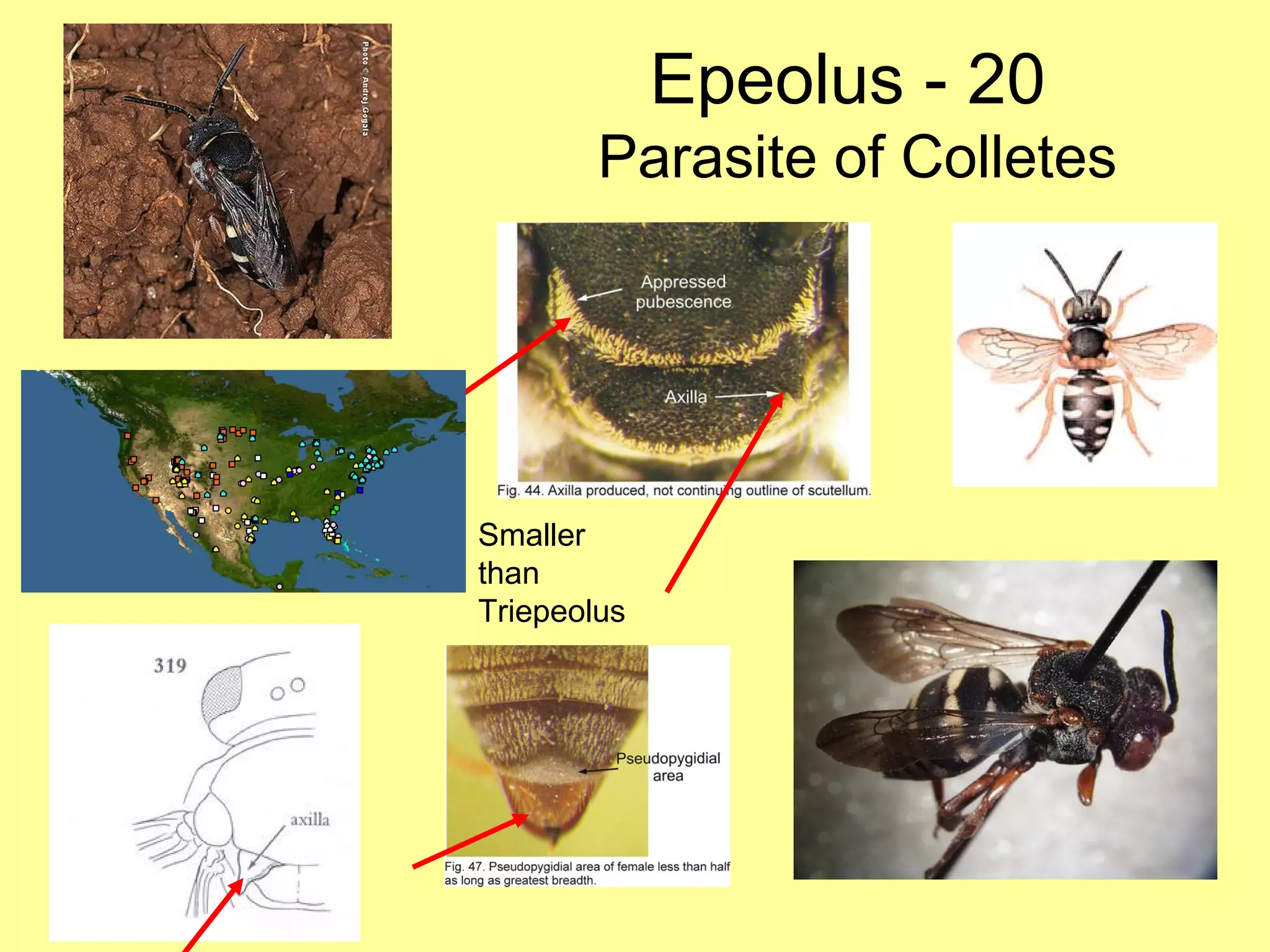 Epeolus - 20  Parasite of Colletes Smaller than Triepeolus 