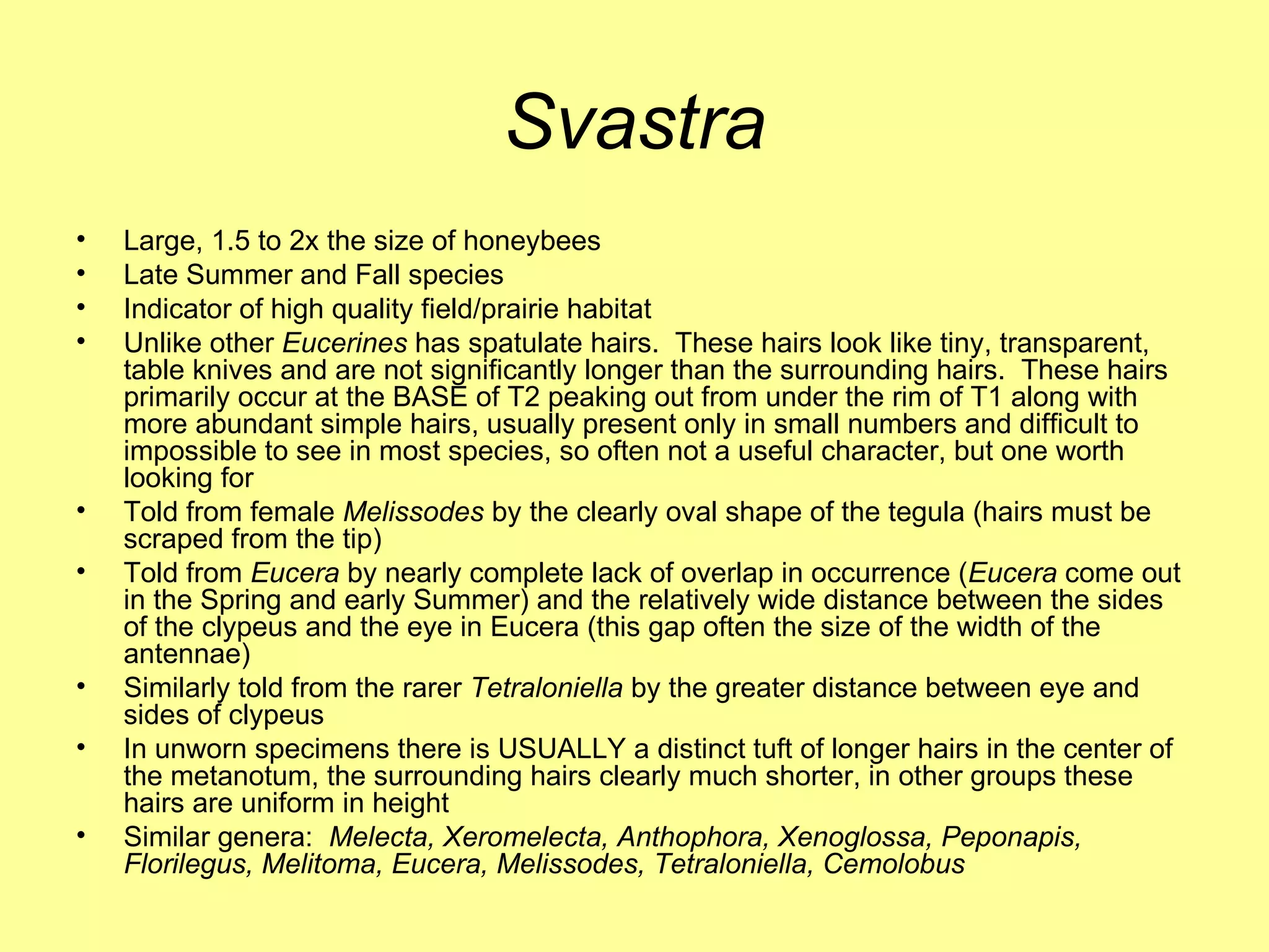 Svastra Large, 1.5 to 2x the size of honeybees Late Summer and Fall species Indicator of high quality field/prairie habitat Unlike other  Eucerines  has spatulate hairs.  These hairs look like tiny, transparent, table knives and are not significantly longer than the surrounding hairs.  These hairs primarily occur at the BASE of T2 peaking out from under the rim of T1 along with more abundant simple hairs, usually present only in small numbers and difficult to impossible to see in most species, so often not a useful character, but one worth looking for Told from female  Melissodes  by the clearly oval shape of the tegula (hairs must be scraped from the tip)  Told from  Eucera  by nearly complete lack of overlap in occurrence ( Eucera  come out in the Spring and early Summer) and the relatively wide distance between the sides of the clypeus and the eye in Eucera (this gap often the size of the width of the antennae) Similarly told from the rarer  Tetraloniella  by the greater distance between eye and sides of clypeus In unworn specimens there is USUALLY a distinct tuft of longer hairs in the center of the metanotum, the surrounding hairs clearly much shorter, in other groups these hairs are uniform in height Similar genera:  Melecta, Xeromelecta, Anthophora, Xenoglossa, Peponapis, Florilegus, Melitoma, Eucera, Melissodes, Tetraloniella, Cemolobus 