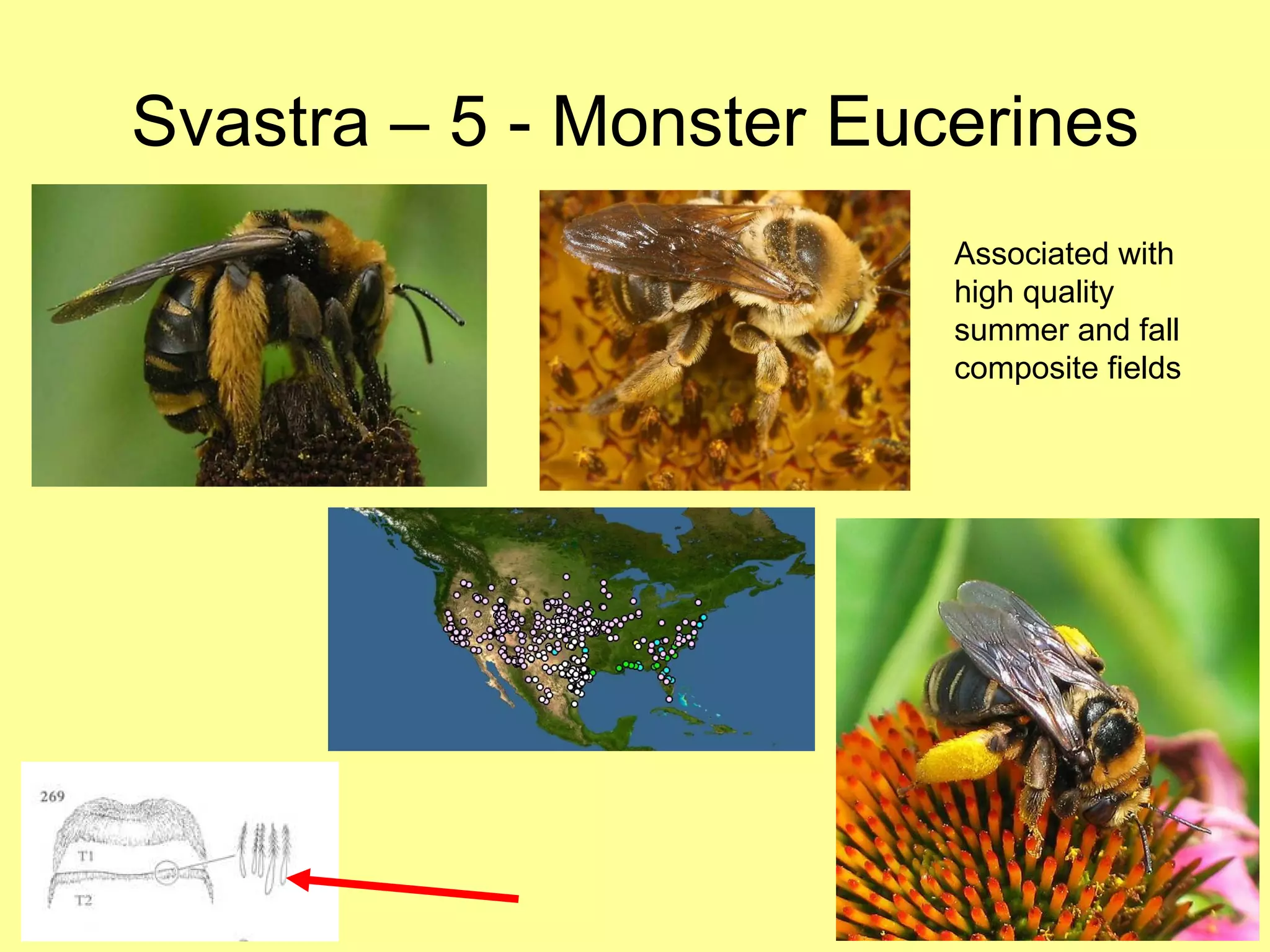 Svastra – 5 - Monster Eucerines Associated with high quality summer and fall composite fields 
