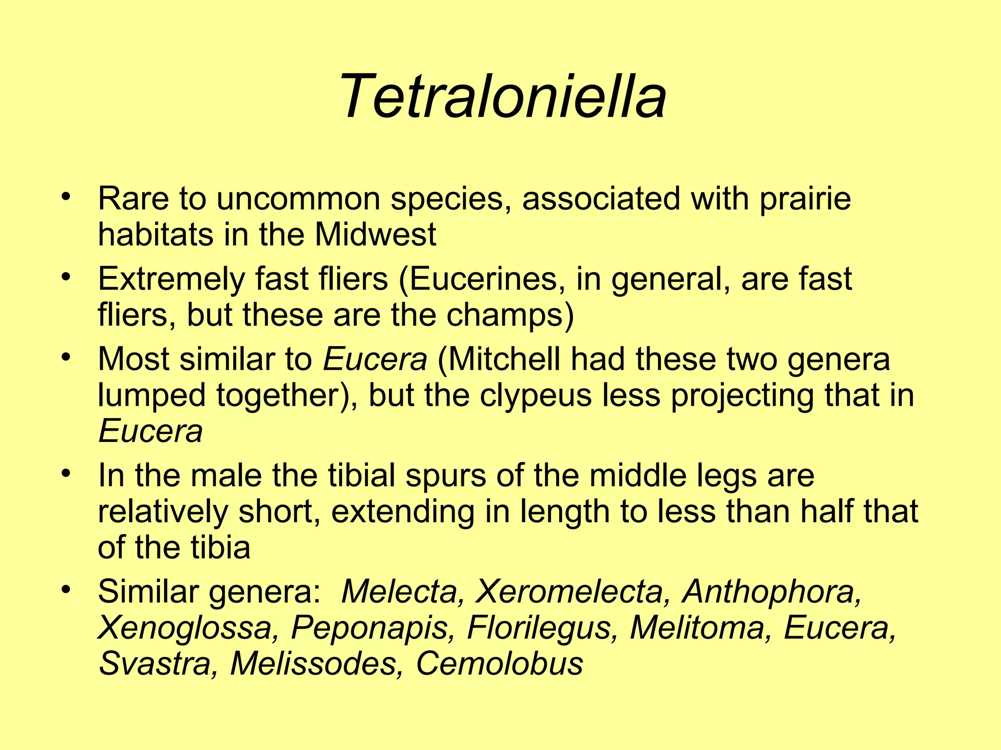 Tetraloniella Rare to uncommon species, associated with prairie habitats in the Midwest Extremely fast fliers (Eucerines, in general, are fast fliers, but these are the champs) Most similar to  Eucera  (Mitchell had these two genera lumped together), but the clypeus less projecting that in  Eucera In the male the tibial spurs of the middle legs are relatively short, extending in length to less than half that of the tibia Similar genera:  Melecta, Xeromelecta, Anthophora, Xenoglossa, Peponapis, Florilegus, Melitoma, Eucera, Svastra, Melissodes, Cemolobus  