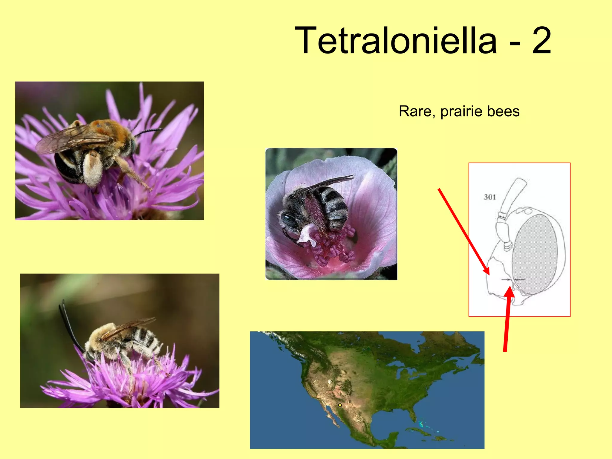 Tetraloniella - 2 Rare, prairie bees 