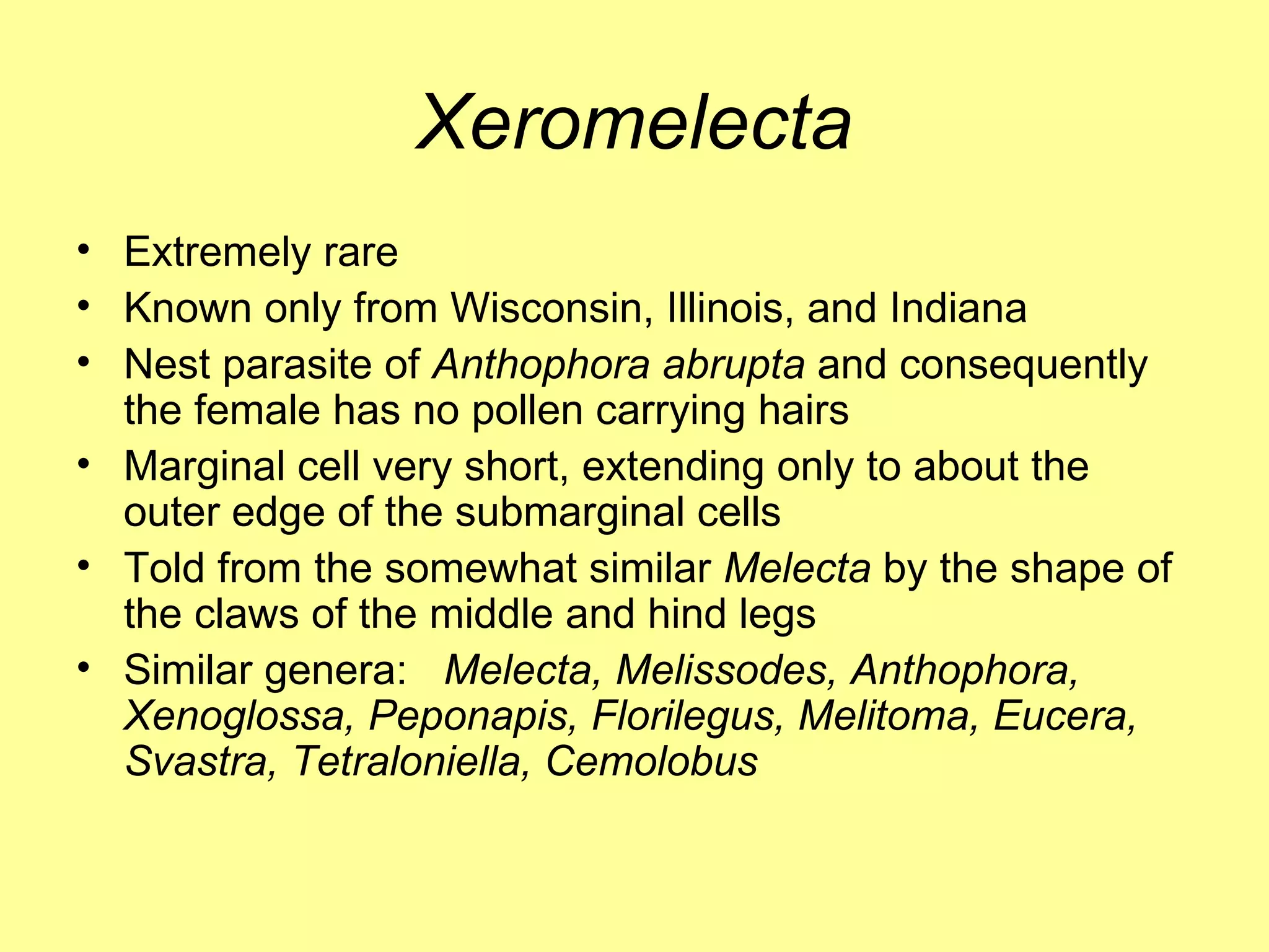 Xeromelecta Extremely rare Known only from Wisconsin, Illinois, and Indiana  Nest parasite of  Anthophora abrupta  and consequently the female has no pollen carrying hairs Marginal cell very short, extending only to about the outer edge of the submarginal cells Told from the somewhat similar  Melecta  by the shape of the claws of the middle and hind legs Similar genera:  Melecta, Melissodes, Anthophora, Xenoglossa, Peponapis, Florilegus, Melitoma, Eucera, Svastra, Tetraloniella, Cemolobus 