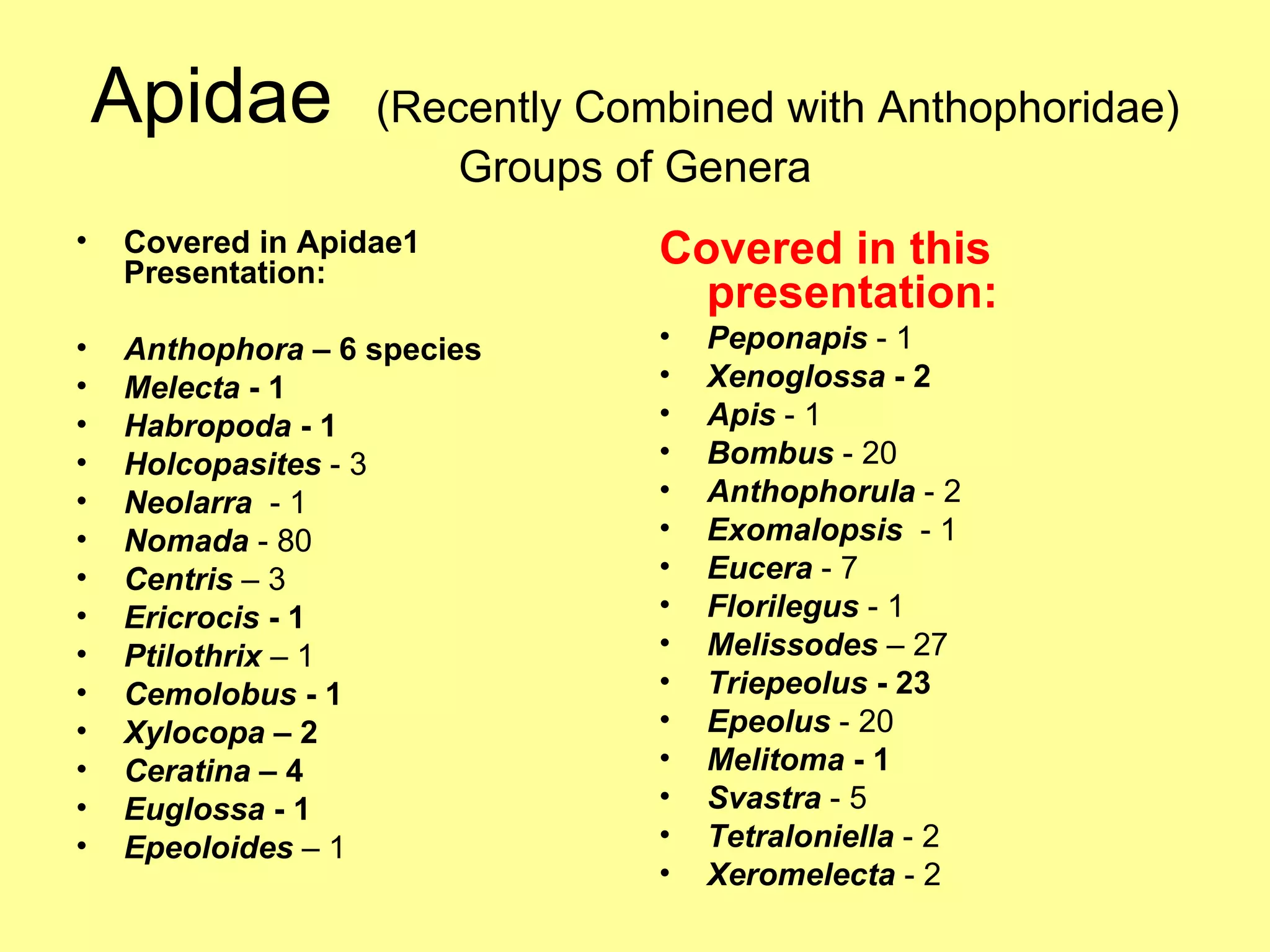 Apidae  (Recently Combined with Anthophoridae) Groups of Genera Covered in Apidae1 Presentation: Anthophora  – 6 species Melecta  - 1 Habropoda  - 1   Holcopasites  - 3 Neolarra   - 1 Nomada  - 80 Centris  – 3 Ericrocis  - 1 Ptilothrix  – 1 Cemolobus  - 1 Xylocopa  – 2 Ceratina  – 4 Euglossa  - 1 Epeoloides  – 1 Covered in this presentation: Peponapis  - 1 Xenoglossa  - 2 Apis  - 1 Bombus  - 20 Anthophorula  - 2 Exomalopsis   - 1 Eucera  - 7 Florilegus  - 1 Melissodes  – 27 Triepeolus  - 23 Epeolus  - 20 Melitoma  - 1 Svastra  - 5 Tetraloniella  - 2 Xeromelecta  - 2 
