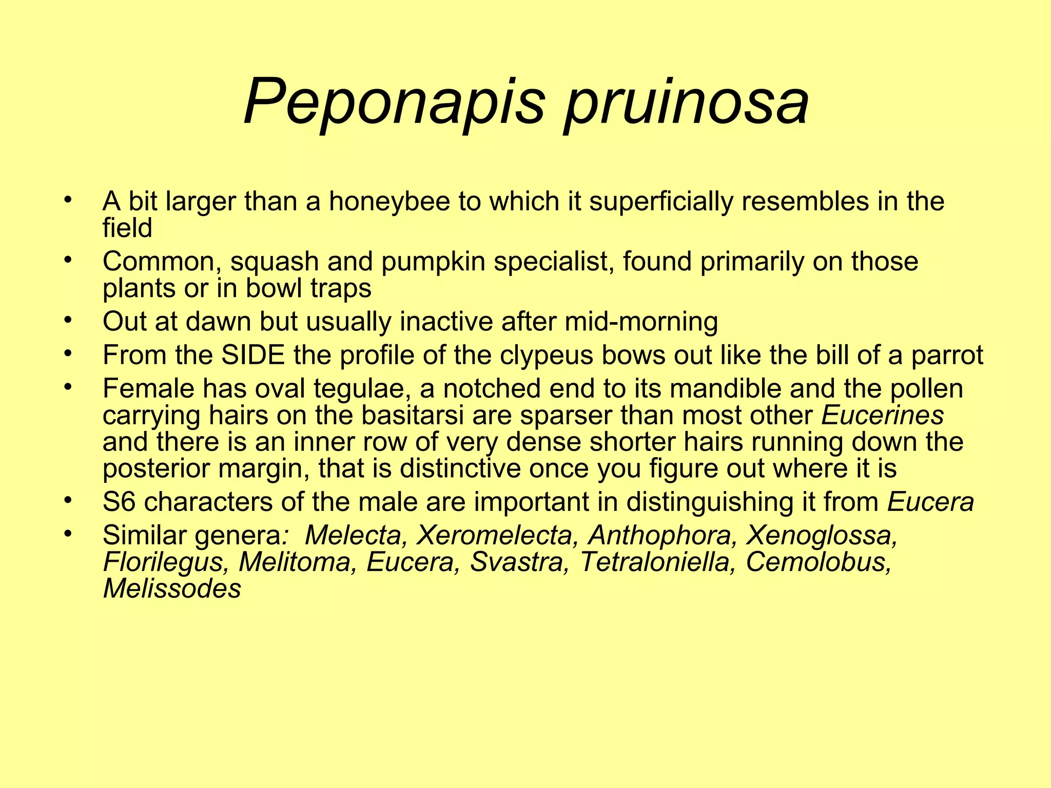Peponapis pruinosa A bit larger than a honeybee to which it superficially resembles in the field Common, squash and pumpkin specialist, found primarily on those plants or in bowl traps Out at dawn but usually inactive after mid-morning From the SIDE the profile of the clypeus bows out like the bill of a parrot Female has oval tegulae, a notched end to its mandible and the pollen carrying hairs on the basitarsi are sparser than most other  Eucerines  and there is an inner row of very dense shorter hairs running down the posterior margin, that is distinctive once you figure out where it is S6 characters of the male are important in distinguishing it from  Eucera Similar genera :  Melecta, Xeromelecta, Anthophora, Xenoglossa, Florilegus, Melitoma, Eucera, Svastra, Tetraloniella, Cemolobus, Melissodes 