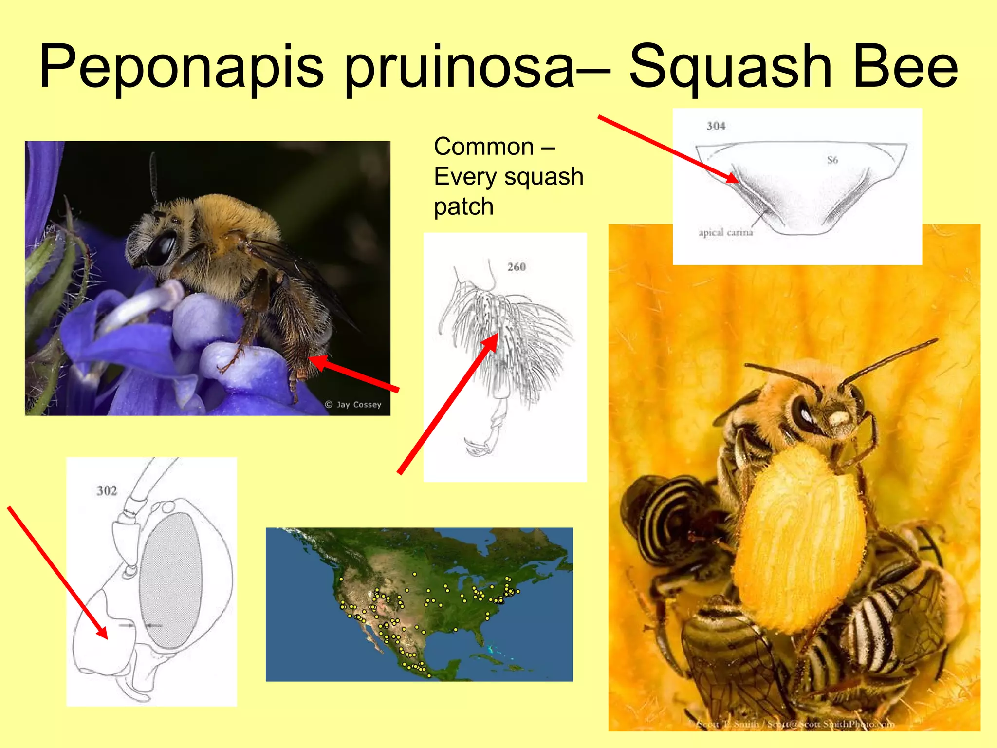 Peponapis pruinosa– Squash Bee Common – Every squash patch 