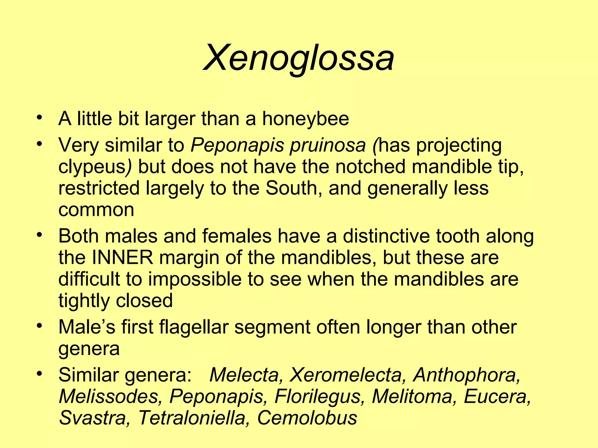 Xenoglossa A little bit larger than a honeybee Very similar to  Peponapis pruinosa ( has projecting clypeus )  but does not have the notched mandible tip, restricted largely to the South, and generally less common Both males and females have a distinctive tooth along the INNER margin of the mandibles, but these are difficult to impossible to see when the mandibles are tightly closed Male’s first flagellar segment often longer than other genera Similar genera:  Melecta, Xeromelecta, Anthophora, Melissodes, Peponapis, Florilegus, Melitoma, Eucera, Svastra, Tetraloniella, Cemolobus 