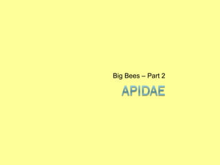 Big Bees – Part 2 