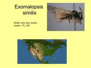 Exomalopsis  similis Small, very rare, bushy scopa – FL, GA 