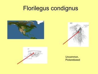 Florilegus condignus Uncommon, Pickerelweed 