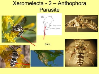 Xeromelecta - 2 – Anthophora Parasite Rare 