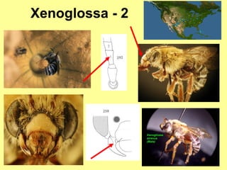 Xenoglossa - 2 