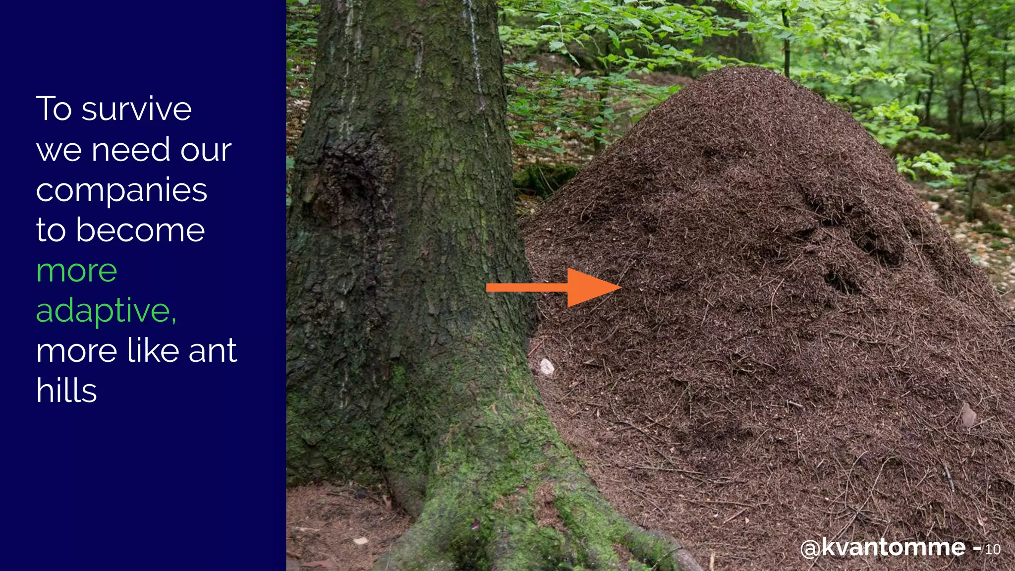 To survive
we need our
companies
to become
more
adaptive,
more like ant
hills
10@kvantomme -10
 