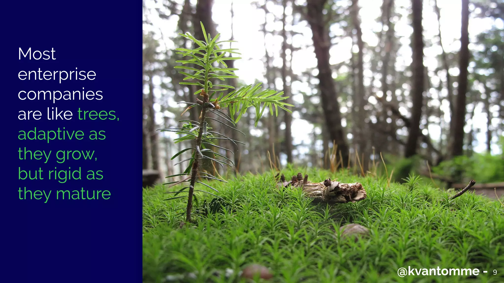 Most
enterprise
companies
are like trees,
adaptive as
they grow,
but rigid as
they mature
9@kvantomme - 99@kvantomme -
 