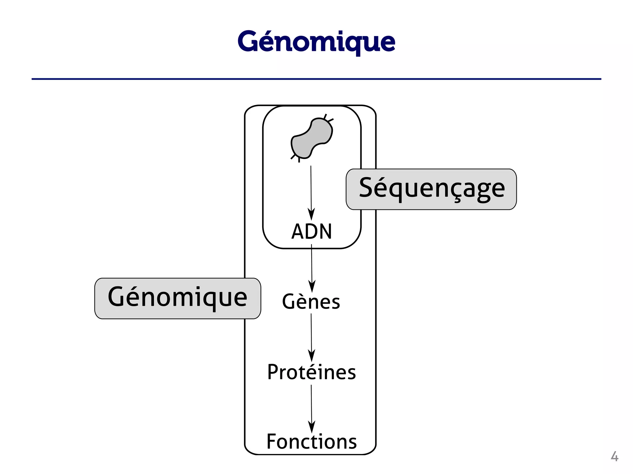 Génomique
4





 