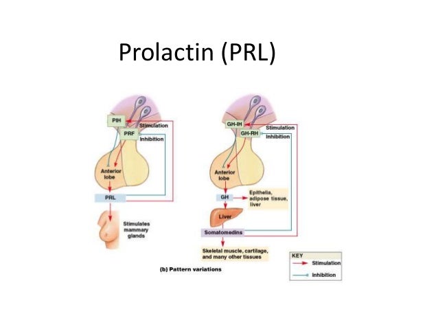 Prolactin And Growth Hormone Are Produced By The Endocrine System/ The Autonomic Nervous System