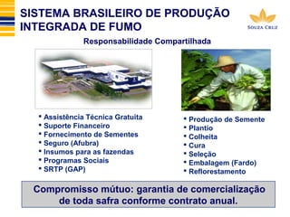 SISTEMA BRASILEIRO DE PRODUÇÃO 
INTEGRADA DE FUMO 
Responsabilidade Compartilhada 
 Assistência Técnica Gratuita 
 Suporte Financeiro 
 Fornecimento de Sementes 
 Seguro (Afubra) 
 Insumos para as fazendas 
 Programas Sociais 
 SRTP (GAP) 
 Produção de Semente 
 Plantio 
 Colheita 
 Cura 
 Seleção 
 Embalagem (Fardo) 
 Reflorestamento 
Compromisso mútuo: garantia de comercialização 
de toda safra conforme contrato anual. 
 