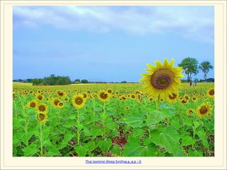 Thai	
  Jasmine	
  (Keep	
  Smiling.g..g.g	
  :-­‐))
 