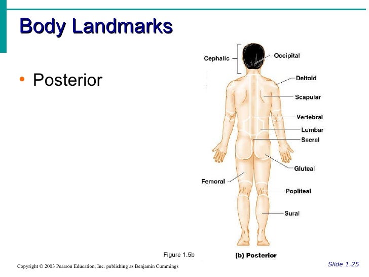 A P Human Body Orientation