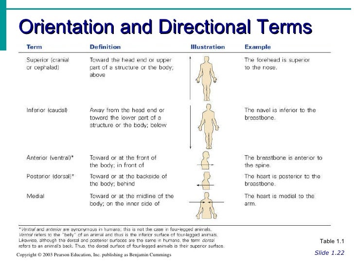 A&P Human Body Orientation