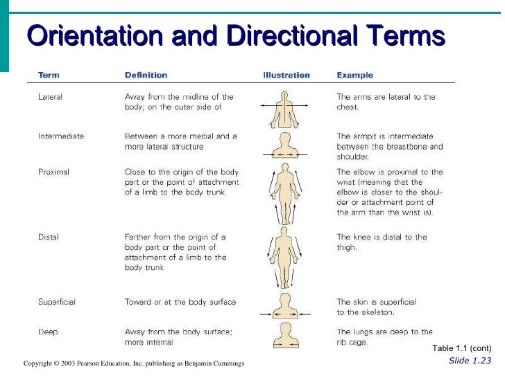 directional-terminology-worksheet