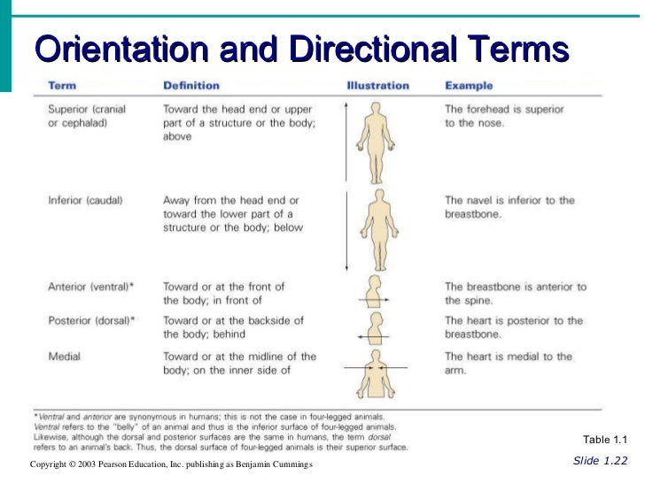 Introductory & Directional Terminology