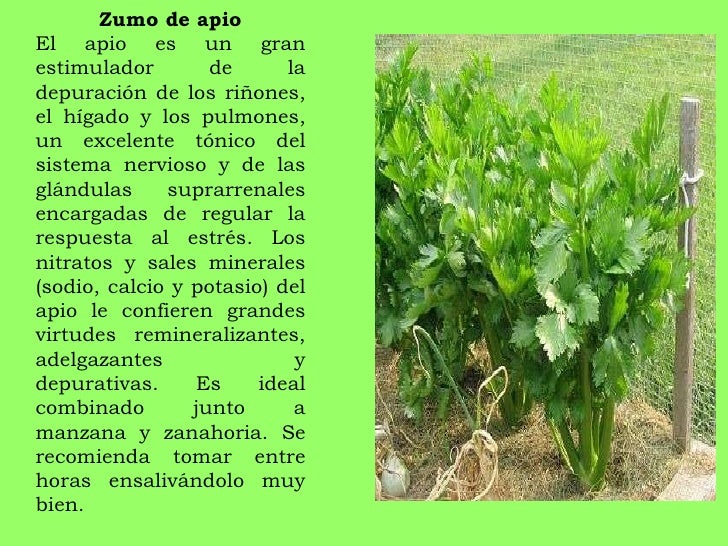 El martillo tora en las farmacias spb