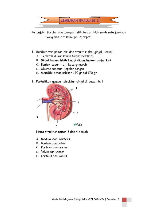 Soal Sistem Ekskresi Kelas 11