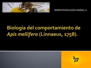 MORFOFISIOLOGÍA ANIMAL II Biología del comportamiento de Apis mellifera(Linnaeus, 1758). 