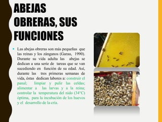 ABEJAS
OBRERAS, SUS
FUNCIONES
 Las abejas obreras son más pequeñas que
las reinas y los zánganos (Garau, 1990).
Durante su vida adulta las abejas se
dedican a una serie de tareas que se van
sucediendo en función de su edad. Así,
durante las tres primeras semanas de
vida, éstas dedican labores a: construir el
panal; limpiar y pulir las celdas;
alimentar a las larvas y a la reina;
controlar la temperatura del nido (34°C)
óptima, para la incubación de los huevos
y el desarrollo de la cría.
 