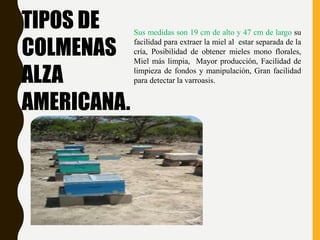 TIPOS DE
COLMENAS
ALZA
AMERICANA.
Sus medidas son 19 cm de alto y 47 cm de largo su
facilidad para extraer la miel al estar separada de la
cría, Posibilidad de obtener mieles mono florales,
Miel más limpia, Mayor producción, Facilidad de
limpieza de fondos y manipulación, Gran facilidad
para detectar la varroasis.
 