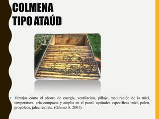 COLMENA
TIPOATAÚD
 Ventajas como el ahorro de energía, ventilación, pillaje, maduración de la miel,
temperatura, cría compacta y amplia en el panal, aptitudes específicas miel, polen,
propóleos, jalea real etc. (Gómez A. 2001).
 