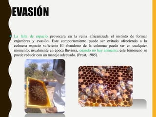 EVASIÓN
 La falta de espacio provocara en la reina africanizada el instinto de formar
enjambres y evasión. Este comportamiento puede ser evitado ofreciendo a la
colmena espacio suficiente El abandono de la colmena puede ser en cualquier
momento, usualmente en época lluviosa, cuando no hay alimento, este fenómeno se
puede reducir con un manejo adecuado. (Prost, 1985).
 
