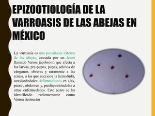 EPIZOOTIOLOGÍA DE LA
VARROASIS DE LAS ABEJAS EN
MÉXICO
 La varroasis es una parasitosis externa
de las abejas, causada por un ácaro
llamado Varroa jacobsoni, que afecta a
las larvas, pre-pupas, pupas, adultos de
zánganos, obreras y raramente a las
reinas, a las que succiona la hemolinfa,
ocasionándoles deformaciones en alas,
patas , abdomen y, predisponiéndolas a
otras enfermedades. Este ácaro se ha
identificado recientemente como
Varroa destructor
 