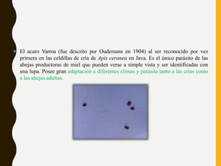  El acaro Varroa (fue descrito por Oudemans en 1904) al ser reconocido por vez
primera en las celdillas de cría de Apis ceranea en Java. Es el único parásito de las
abejas productoras de miel que pueden verse a simple vista y ser identificadas con
una lupa. Posee gran adaptación a diferentes climas y parásita tanto a las crías como
a las abejas adultas.
 