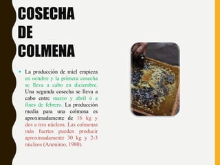COSECHA
DE
COLMENA
 La producción de miel empieza
en octubre y la primera cosecha
se lleva a cabo en diciembre.
Una segunda cosecha se lleva a
cabo entre marzo y abril ó a
fines de febrero. La producción
media para una colmena es
aproximadamente de 16 kg y
dos a tres núcleos. Las colmenas
más fuertes pueden producir
aproximadamente 30 kg y 2-3
núcleos (Anonimo, 1980).
 
